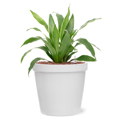 Растение в кашпо Dracaena fragrans 'Arturo' in Feliz