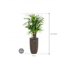 Rhapis excelsa in Baq Luxe Lite Universe Layer