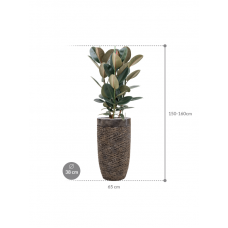 Ficus elastica 'Abidjan' in Baq Luxe Lite Universe Layer