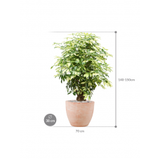 Schefflera arboricola 'Trinette' in Terra Cotta