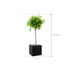 Ficus microcarpa u2018Nitidau2019 in Baq Line-Up