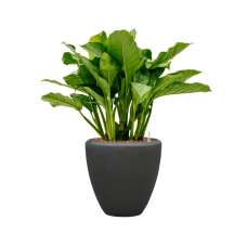 Aglaonema 'Freedman' in Baq Polystone Plain