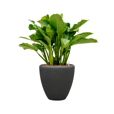 Растение в кашпо Aglaonema 'Freedman' in Baq Polystone Plain