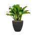 Растение в кашпо Aglaonema 'Freedman' in Baq Polystone Plain