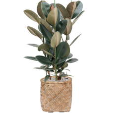 Ficus elastica 'Abidjan' in Bohemian