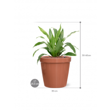 Dracaena fragrans 'Arturo' in Feliz