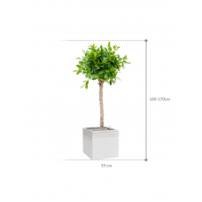 Ficus microcarpa u2018Nitidau2019 in Baq Line-Up