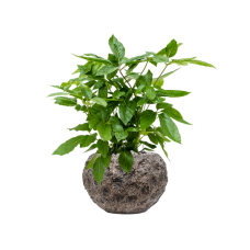 Schefflera actinophylla 'Amate' in Baq Luxe Lite Moon