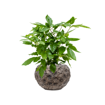 Растение в кашпо Schefflera actinophylla 'Amate' in Baq Luxe Lite Moon