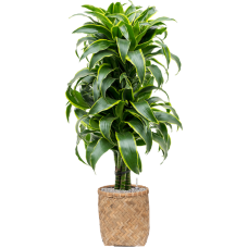 Dracaena fragrans 'Dorado' in Bohemian