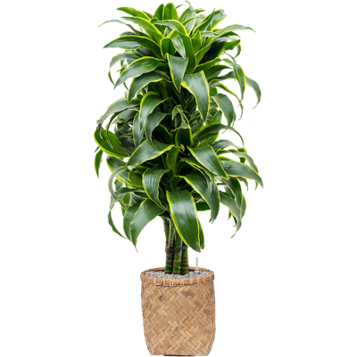 Растение в кашпо Dracaena fragrans 'Dorado' in Bohemian