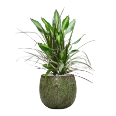 Dracaena combo in Marly