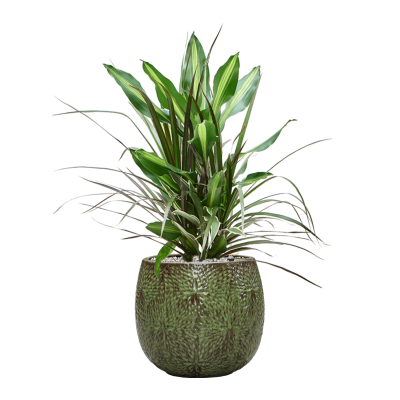 Растение в кашпо Dracaena combo in Marly