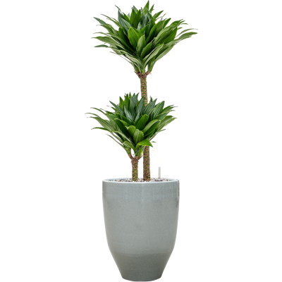 Растение в кашпо Dracaena fragrans 'Compacta'q in One and Only