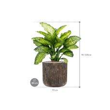 Dieffenbachia seguine 'Maroba' in Baq Luxe Lite Universe