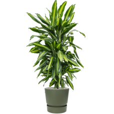 Dracaena fragrans 'Cintho' in Greenville