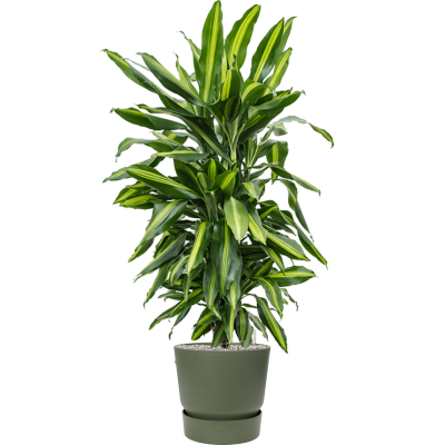 Растение в кашпо Dracaena fragrans 'Cintho' in Greenville