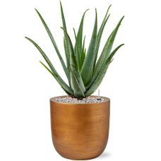 Aloe vera barbadensis in Capi Lux Retro