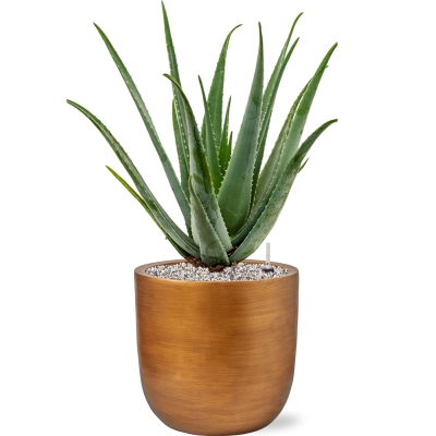 Растение в кашпо Aloe vera barbadensis in Capi Lux Retro