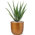 Растение в кашпо Aloe vera barbadensis in Capi Lux Retro