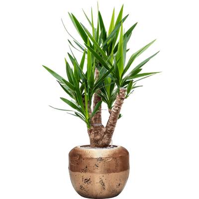 Растение в кашпо Yucca elephantipes in Baq Opus Raw