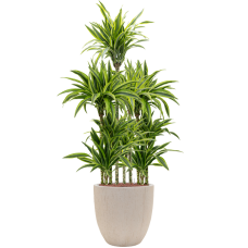 Dracaena fragrans 'Lemon Lime' in Baq Raindrop