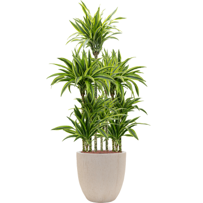 Растение в кашпо Dracaena fragrans 'Lemon Lime' in Baq Raindrop