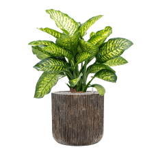 Dieffenbachia seguine 'Maroba' in Baq Luxe Lite Universe