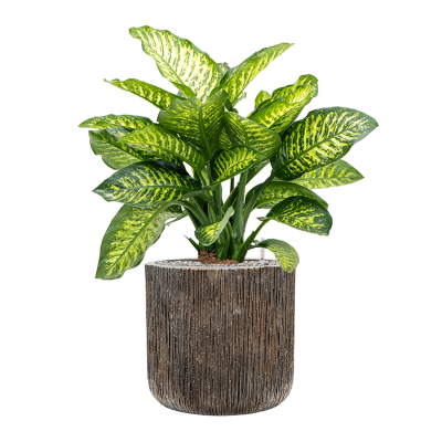 Растение в кашпо Dieffenbachia seguine 'Maroba' in Baq Luxe Lite Universe