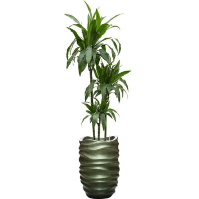 Растение в кашпо Dracaena fragrans 'Janet Craig' in Baq Gradient Lee