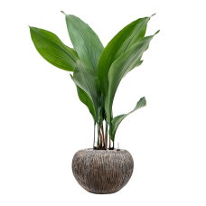 Aspidistra elatior in Baq Luxe Lite Universe Waterfall