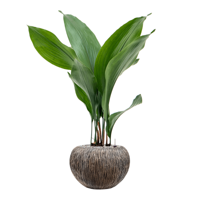 Растение в кашпо Aspidistra elatior in Baq Luxe Lite Universe Waterfall