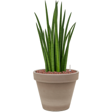 Sansevieria cylindrica 'Spikes' in Terra Cotta