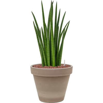 Растение в кашпо Sansevieria cylindrica 'Spikes' in Terra Cotta