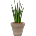 Растение в кашпо Sansevieria cylindrica 'Spikes' in Terra Cotta