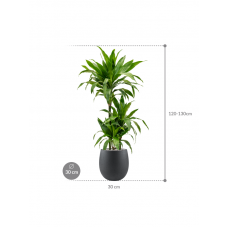 Dracaena fragrans 'Janet Craig' in Grigio