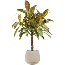 Ficus elastica 'Melany' in Baq Raindrop