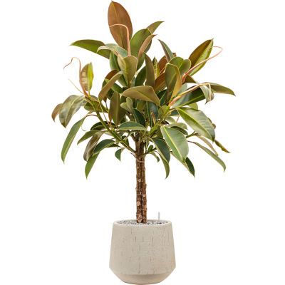 Растение в кашпо Ficus elastica 'Melany' in Baq Raindrop