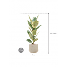 Ficus elastica 'Tineke' in Baq Raindrop