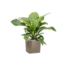 Anthurium elipticum 'Jungle Bush' in Lechuza Cube Premium