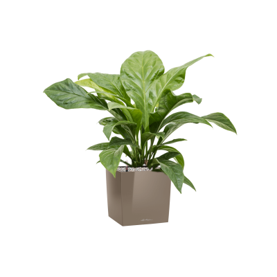 Растение в кашпо Anthurium elipticum 'Jungle Bush' in Lechuza Cube Premium