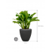 Растение в кашпо Aglaonema 'Freedman' in Baq Polystone Plain