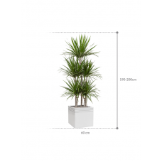 Dracaena marginata in Baq Line-Up