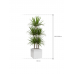 Растение в кашпо Dracaena marginata in Baq Line-Up