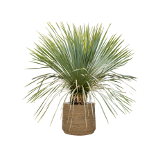 Yucca rostrata in Bohemian