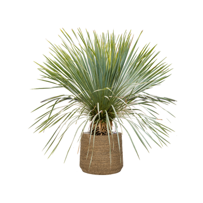 Растение в кашпо Yucca rostrata in Bohemian