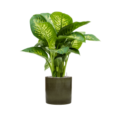 Dieffenbachia seguine 'Reeva' in Cylinder