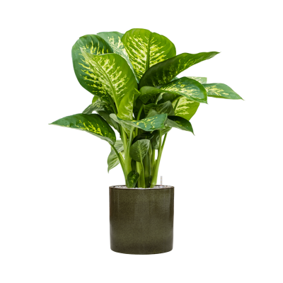 Растение в кашпо Dieffenbachia seguine 'Reeva' in Cylinder