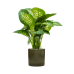 Растение в кашпо Dieffenbachia seguine 'Reeva' in Cylinder