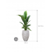 Растение в кашпо Spathiphyllum 'Sensation' in Capi Nature Rib NL